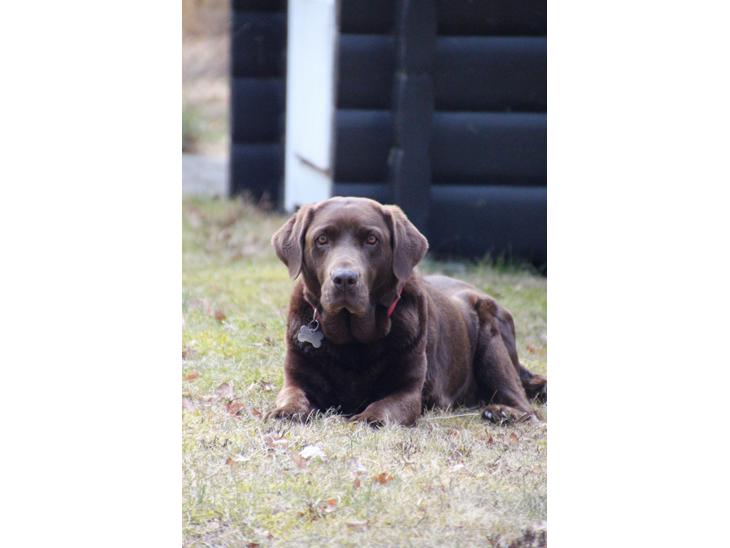 {{currentPhoto.altText}} billede {{currentPhoto.number}}