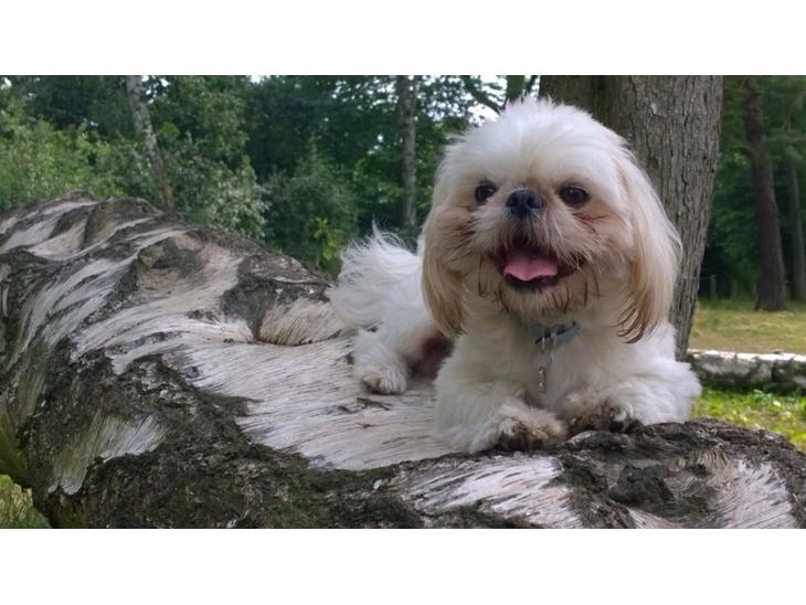 {{currentPhoto.altText}} billede {{currentPhoto.number}}