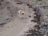 Pekingeser Paja (HIMMELHUND) [ Himmelhund]