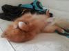 Pomeranian Skizo <3