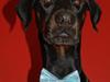 Dobermann Dobergaarden Forever Mr. Lionheart.