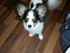 Blanding af racer Bella [ Himmelhund]