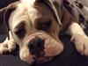 Olde english bulldogge Fiona, født: Alcapones Bella