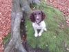 Engelsk springer spaniel Tjalfe