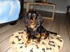 Miniature gravhund Carla [ Himmelhund]