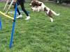 Engelsk springer spaniel Sille