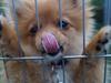 Pomeranian Ane's Alma