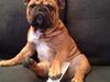 Fransk bulldog Chucky