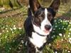 Welsh corgi cardigan Omino ( Lærkegårdens Zinidine Zidane )