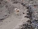 Pekingeser Paja (HIMMELHUND)