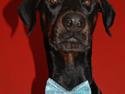 Dobermann Dobergaarden Forever Mr. Lionheart.