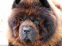 Chow chow Frida