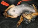 Dvaergpinscher Manta