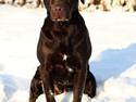 Labrador retriever Nuca