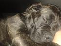 Cane corso Roxy (Venetia De Nobil rose)