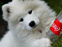 Samojedhund Nessie