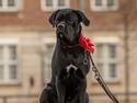 Cane corso Nero d'Avolas Dressed for Success