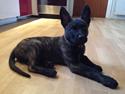 Hollandsk hyrdehund Nexus