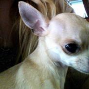 Chihuahua My
