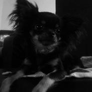 Chihuahua Lucky