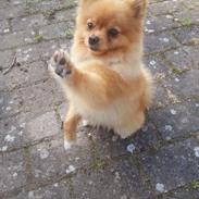 Pomeranian Skizo <3