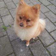 Pomeranian Skizo <3