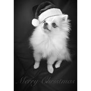 Pomeranian Amy Bella von St. Georg