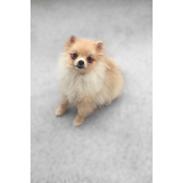 Pomeranian Amy Bella von St. Georg