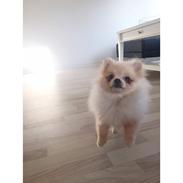 Pomeranian Amy Bella von St. Georg