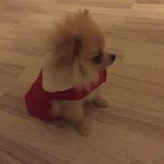 Pomeranian Amy Bella von St. Georg