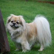 Tibetansk spaniel Zeus avl