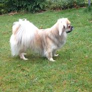 Tibetansk spaniel Zeus avl