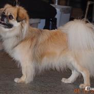 Tibetansk spaniel Zeus avl