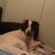 Dansk svensk gaardhund My