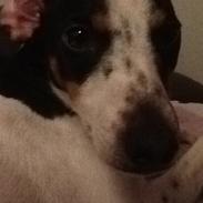 Dansk svensk gaardhund My