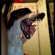 Dansk svensk gaardhund My