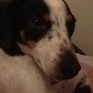 Dansk svensk gaardhund My