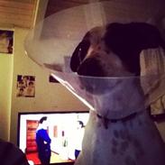 Dansk svensk gaardhund My