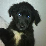 Blanding af racer Bella