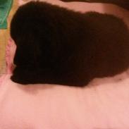 Blanding af racer Bella