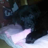 Blanding af racer Bella