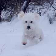 Coton de tulear Mikki