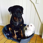 Rottweiler Kakestto's Ina (Nanna)