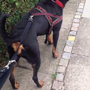 Rottweiler Kakestto's Ina (Nanna)