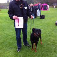 Rottweiler Kakestto's Ina (Nanna)