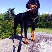 Rottweiler Kakestto's Ina (Nanna)