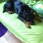 Rottweiler Kakestto's Ina (Nanna)