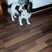 Blanding af racer Bella