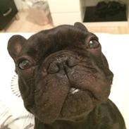 Fransk bulldog Muffi