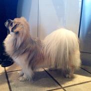 Tibetansk spaniel Zeus avl